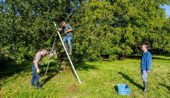 Vrijwilligers werken in de boomgaard