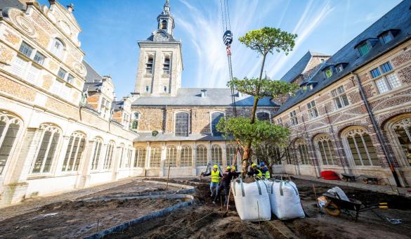 De zilverlinde in de pandhof