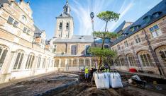 De zilverlinde in de pandhof