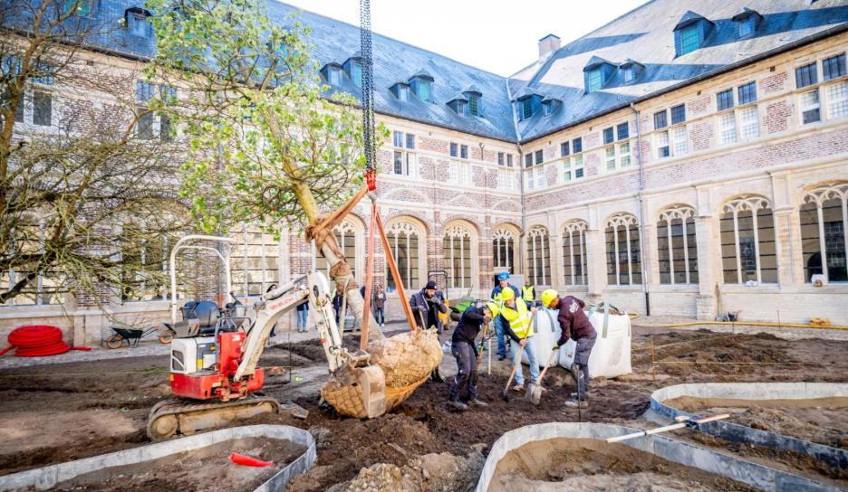 De zilverlinde in de pandhof