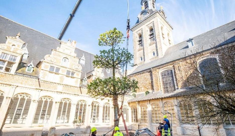 De zilverlinde in de pandhof